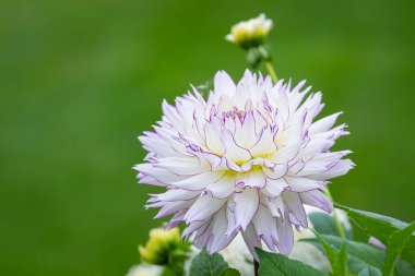 Informal decorative light blend white Dahlia 