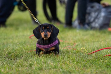 Black and tan Dachshund puppy on a leash outdoors. Adorable smooth-haired Dachshund puppy wearing a pink harness, sitting alertly on green grass, suitable for pet, animal, or outdoor themes.