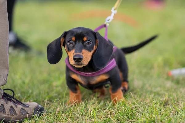 Black and tan Dachshund puppy on a leash outdoors. Adorable smooth-haired Dachshund puppy wearing a pink harness, sitting alertly on green grass, suitable for pet, animal, or outdoor themes.