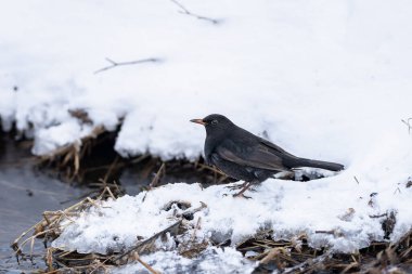 Vahşi doğada yaygın karatavuk Turdus merula. Kapatın. Bir kuş kışın suyun yanında karda yerde durur. Şarkı söyleyen bir kuşla kış sahnesi.