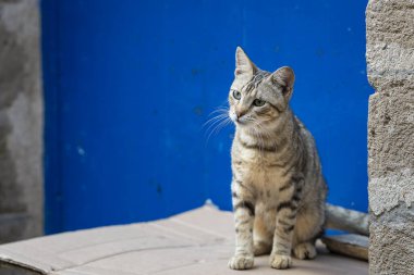 Essaouira 'da bir karton kutuda oturan yerli kısa saçlı tekir kedi. Bir tekir kedinin portresi, arka planda mavi kapı. Essaouira 'nın Renkleri.