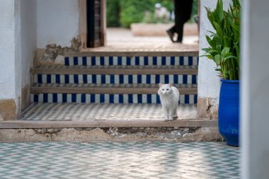 Fas fayanslı bir avluda mavi detaylar ve geometrik desenlerle duran beyaz bir kedi. Mozaik fayanslar ve mavi çömleklerle geleneksel Fas kültüründe beyaz bir kedinin büyüleyici bir sahnesi.