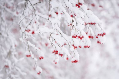 Kırmızı dikenli (Crataegus) böğürtlenler bulanık bir arka planda. Kış mevsiminde kırmızı dikenli dallar bulanık arka planda. Karlı kış havası.