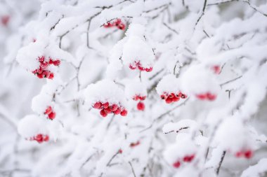 Kırmızı dikenli (Crataegus) böğürtlenler bulanık bir arka planda. Kış mevsiminde kırmızı dikenli dallar bulanık arka planda. Karlı kış havası.