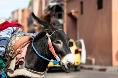 Marakeş Medine 'nin çorbasında eşek. Fas, Kuzey Afrika. Fas 'taki Marakeş pazarında eşek arabası.. 