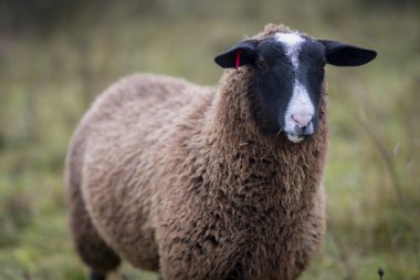 Kalın kahverengi yünlü Zwartbles koyunu portresi. Yeşil bir kırsal alanda duran Zwartbles koyunlarının yakın plan profili.