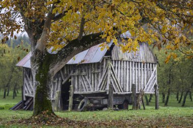 Altın yaprakları olan sonbahar ceviz ağacı huzur dolu kırsal bir meyve bahçesinde eski yıpranmış ahşap bir ahırı çerçeveliyor. Çürüyen ahşap bir ahır, sarı yapraklı ceviz ağacının altında kırsal bir arazi manzarası..