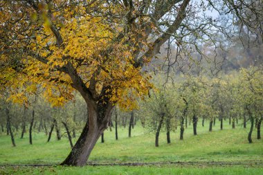 Sisli bir sonbahar gününde huzurlu bir meyve bahçesinde duran altın sonbahar yapraklarıyla ceviz ağacı. Sarı yapraklı ve yeşil çimenli sonbahar ceviz bahçesi kırsal manzarayı ve mevsimsel değişimi gözler önüne seriyor..