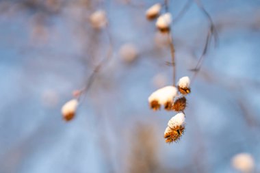 Bir kış günü narin dallardan sarkan kar kaplı kayın fıstıkları, yumuşak mavi arka plan ve sığ alan derinliği. Taze karla kaplanmış kayın ağacı tohumlarının (Fagus sylvatica) yakın çekimi, sessiz ve minimum bir kış manzarası yakalar..