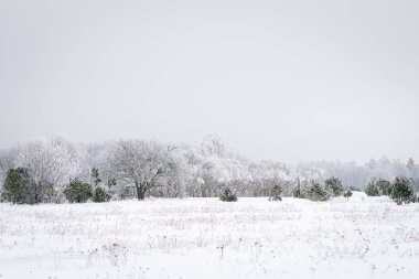 Geniş kış manzarası, karla kaplı çayır ve soluk bulutlu gökyüzünün altında don kaplı ağaçlar. Minimalist kış manzarası, karla kaplı ağaçlar ve açık karlı arazi, sükunet, yer ve mevsimsel sükunet sunuyor..