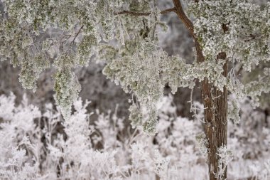 Buz kaplı ardıç dalları, sakin bir kış manzarasında ağaçtan sarkan, kışın soğuğu ve karla çevrili. Buzlu ardıç soğuğu ile kaplanarak sakin ve dokulu bir kış ortamı yaratıyor..