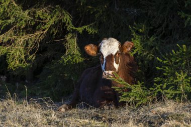 Orman gölgesinde dinlenen Hereford buzağı, sıcak doğal güneş ışığıyla çevrili yeşil dallarla çevrili. Genç Hereford ineği, orman kenarındaki kuru çimlerin üzerinde yatıyor. Altın ışıkta huzurlu kırsal çiftlik hayvanları sahnesi..