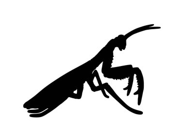 Beyaz arka planda izole edilmiş peygamber devesi vektör silüeti. Egzotik böcek sembolü.