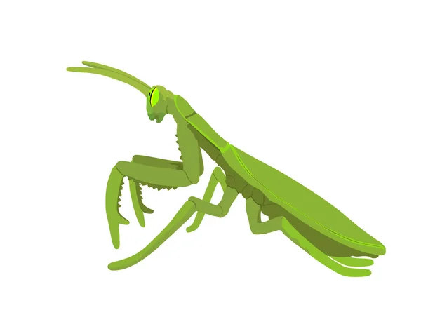 Vektorová Ilustrace Kudlanky Obecné Izolovaná Bílém Pozadí Exotický Symbol Hmyzu — Stockový vektor