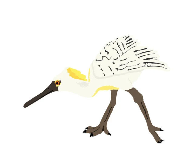 Heron Spoon Bill Vector Illustration Isolado Sobre Fundo Branco Silhueta —  Vetores de Stock