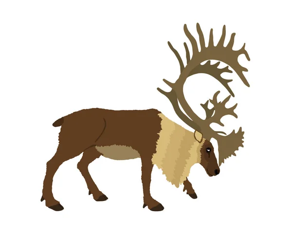 Illustration Vectorielle Rennes Isolée Sur Fond Blanc Cerf Rêne Animal — Image vectorielle