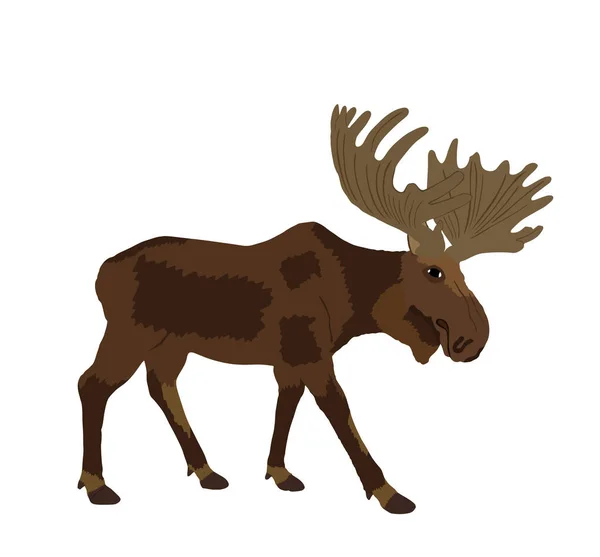Ilustración Vectorial Moose Aislada Sobre Fondo Blanco Pato Alce Poderoso — Vector de stock