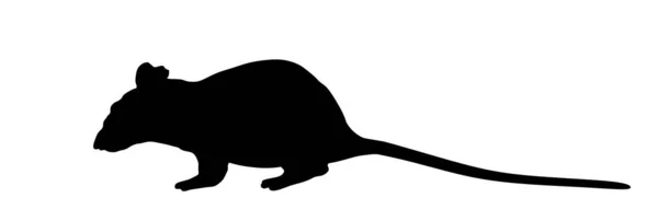 Rat Vector Silhouet Illustratie Geïsoleerd Witte Achtergrond Rattus Rattus Symbool — Stockvector