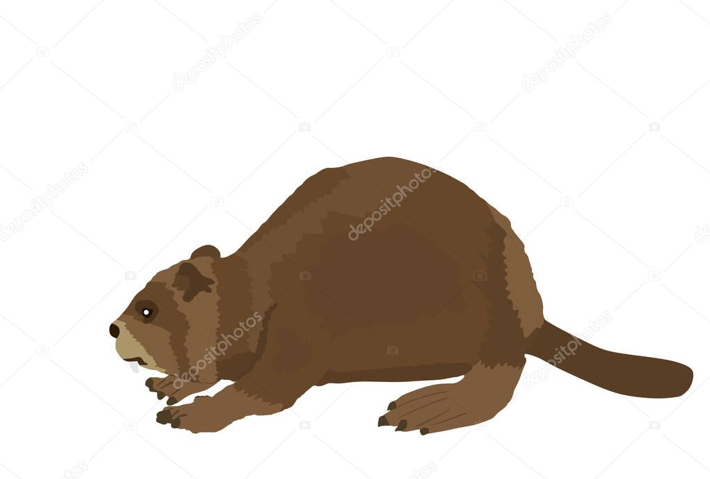 Beaver vector illustration isolated on white background. 