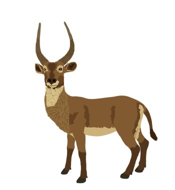 Waterbuck vektör illüstrasyonu beyaz arka planda izole edildi. Afrika geyiği. Safari av kupası.