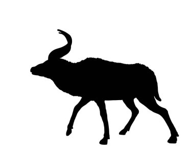 Dağ Nyala vektör silüeti beyaz arka planda izole edilmiş. Tragelaphus buxtoni. Safari hayvanı. Güzel geyik antilobu.