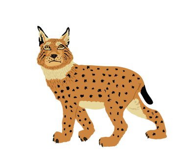 Luchs vektör çizimi beyaz arkaplanda izole edildi. Vaşak sembolü. Vahşi kedi sembolü.