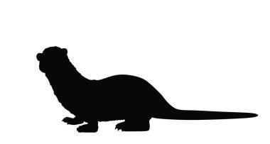 Su samuru vektör silueti çizimi beyaz arkaplanda izole edildi. Nehir hayvanı sembolü.