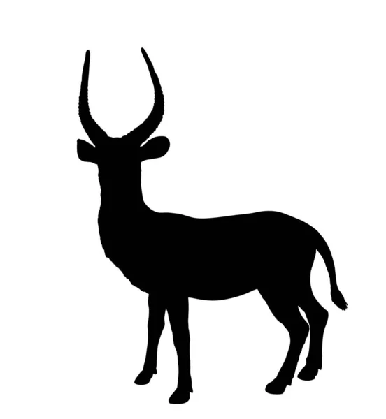 Waterbuck Vektor Siluett Illustration Isolerad Vit Bakgrund Afrikanska Rådjur Safarijakttrofé — Stock vektor
