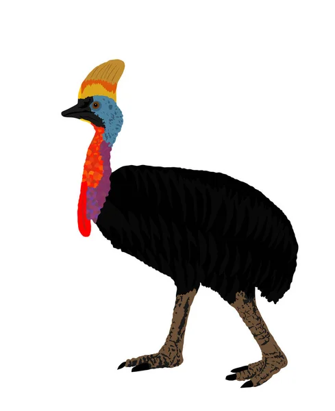 Zuidelijke Cassowary Vector Illustratie Geïsoleerd Witte Achtergrond Groot Vogelsymbool — Stockvector