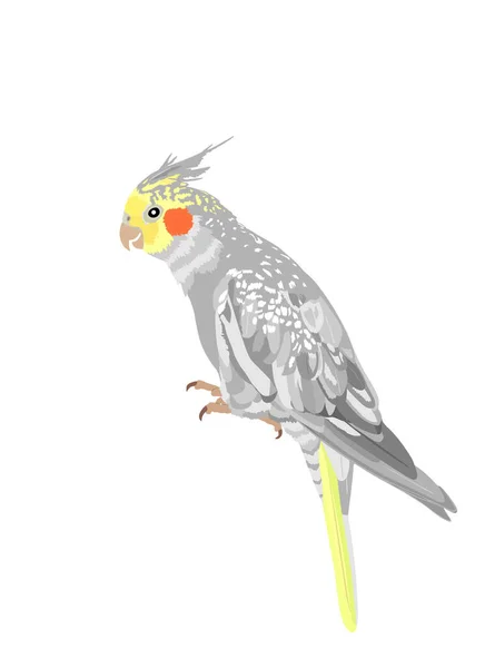 Cockatiel Papegaai Vector Illustratie Geïsoleerd Witte Achtergrond Vogelsymbool Papegaai Van — Stockvector