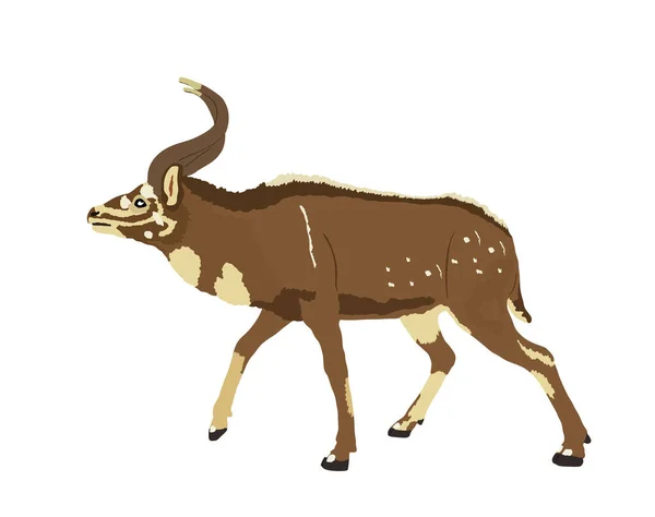 Mountain Nyala Vektor Illustration Isolerad Vit Bakgrund Tragelaphus Buxtoni Safaridjur — Stock vektor