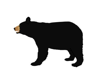 Beyaz arka planda izole edilmiş American Black Bear vektör çizimi. 