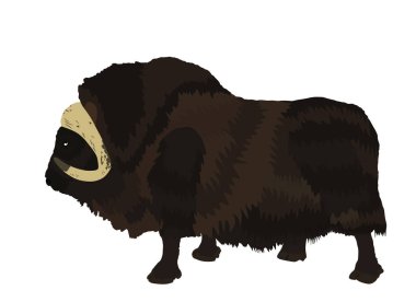 Muskox vektör illüstrasyonu beyaz arkaplanda izole edildi. Misk öküzü eti. Güçlü kutup hayvan sembolü.