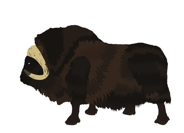 白地に分離されたマスコックスベクトルイラスト 牛の肉だ 強力な北極動物のシンボル — ストックベクタ