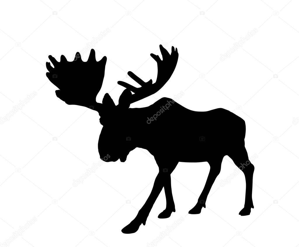 Moose vector silhouette illustration isolated on white background. Elk buck. Powerful deer with huge antlers symbol.