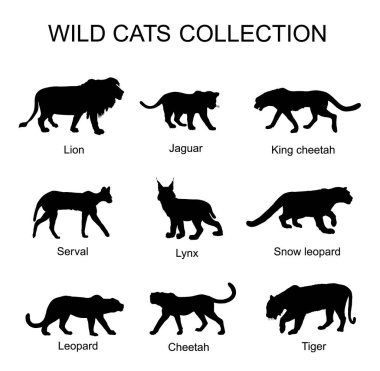 Wild cats collection vector silhouette illustration isolated on white background. Lion, jaguar, king cheetah, serval, lynx bobcat, snow leopard, tiger, leopard, cheetah. Wild animal superior predator.
