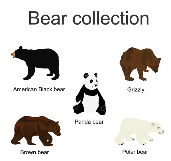 Bear Species Collection Vector Illustration Isolated White Background Black Bear — Stockvector