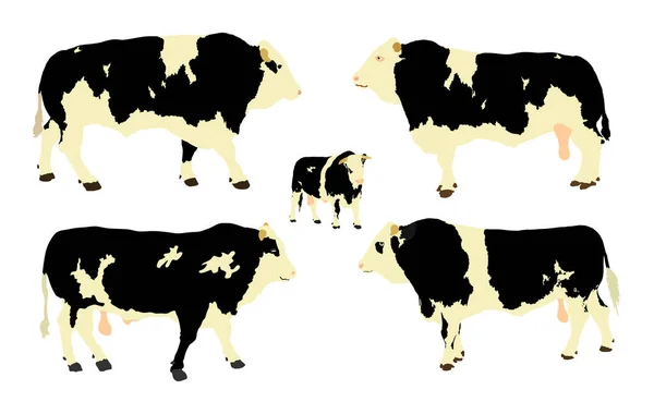 Ilustración Toros Adultos Pie Aislados Sobre Fondo Blanco Vaca Frisona — Archivo Imágenes Vectoriales