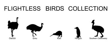 Uçamayan kuşlar, beyaz arka planda izole edilmiş vektör siluet resimlerini topluyor. Devekuşu, devekuşu, kivi, penguen ve cassowary. Alışılmadık bir kuş grubu. Vahşi yaşam egzotik bir hayvan.