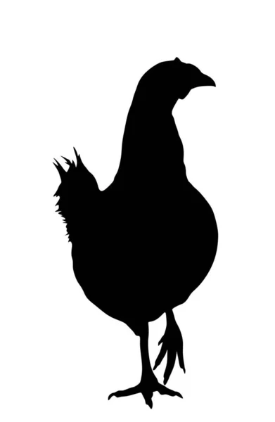 Kyckling Vektor Siluett Illustration Isolerad Vit Bakgrund Hönssymbol Gårdskören Ekologisk — Stock vektor