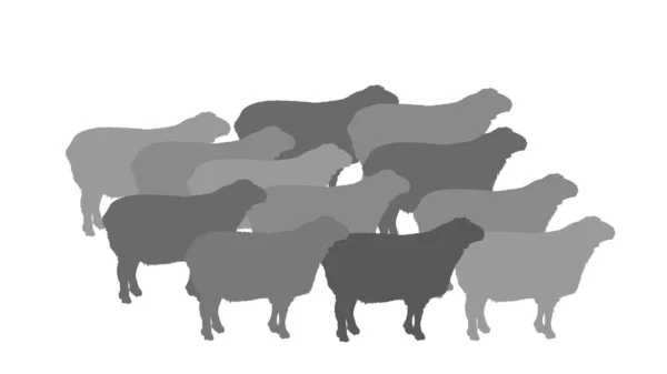 Troupeau Illustration Silhouette Vectorielle Moutons Viande Agneau Modèle Boucherie Pour — Image vectorielle