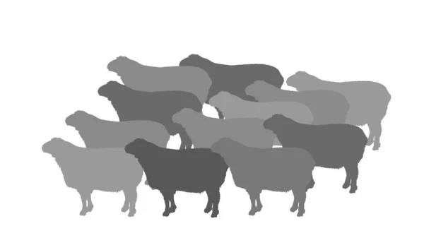 Flock Sheep Vector Silhouette Illustration Lamb Meat Butcher Shop Template — Stock Vector