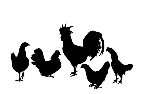 Elegante Darstellung Des Hahns Und Der Hühner Als Vektorsilhouette Isoliert — Stockvektor