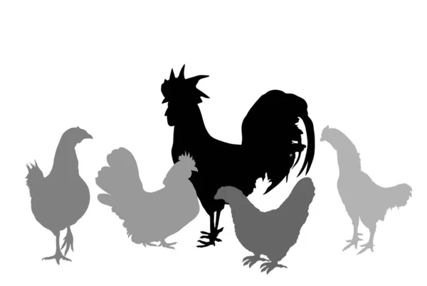 Elegante Darstellung Des Hahns Und Der Hühner Als Vektorsilhouette Isoliert — Stockvektor