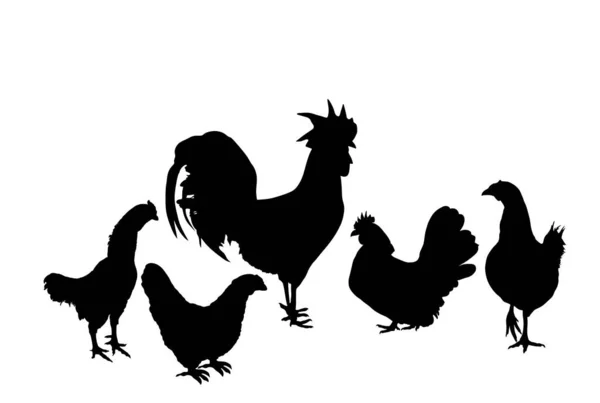エレガントな鶏と鶏のベクトルのシルエットのイラストは 白い背景に隔離された オスの鶏と鶏 農場のチンチンだ 有機食品のシンボル 養鶏鳥家 — ストックベクタ