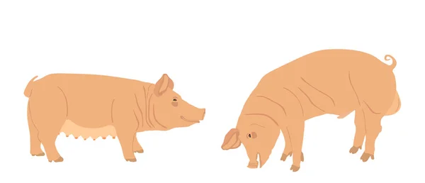 Boar Porca Macho Fêmea Ilustração Vetor Suíno Isolado Sobre Fundo —  Vetores de Stock