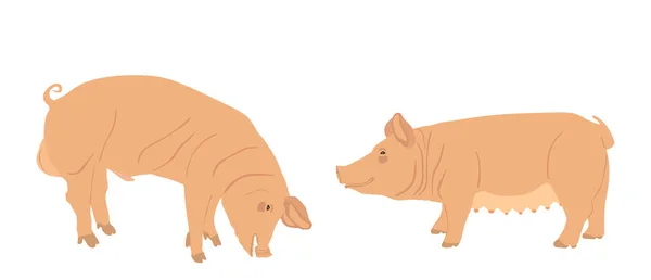 Wildschwein Und Sau Männliches Und Weibliches Schwein Vektor Illustration Isoliert — Stockvektor
