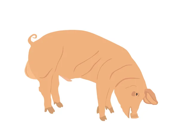 白を基調としたオス豚ベクトルイラスト 豚肉だ 肉屋の壁紙ポスター 農場の動物のシンボルを振りかけた 国産豚 イノシシの繁殖 有機食品 — ストックベクタ