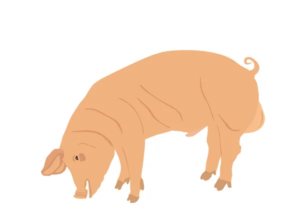 Männliches Schwein Vektor Illustration Isoliert Auf Weißem Hintergrund Schweinefleisch Metzgerei — Stockvektor