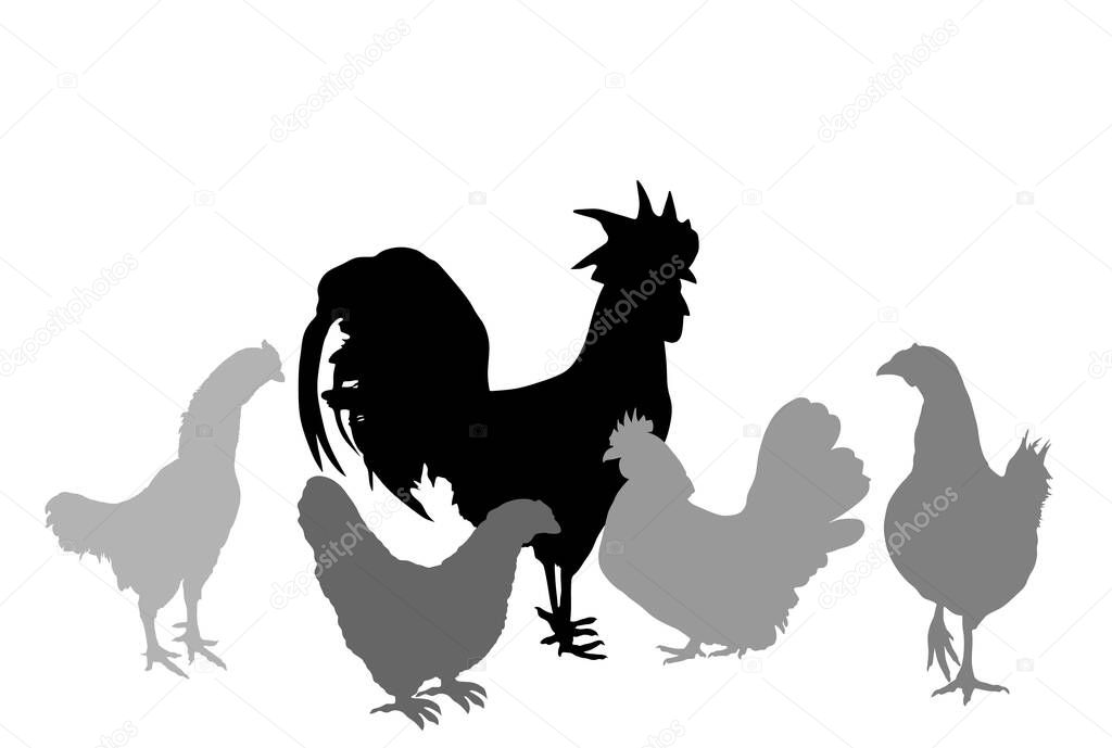 Elegant Rooster and chickens vector silhouette illustration isolated on white background. Male chicken and hen. Farm chantry cock.  Organic food symbol. Poultry bird family.